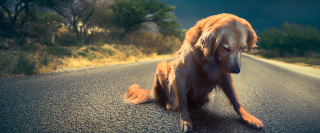 image of injured dog on a road
