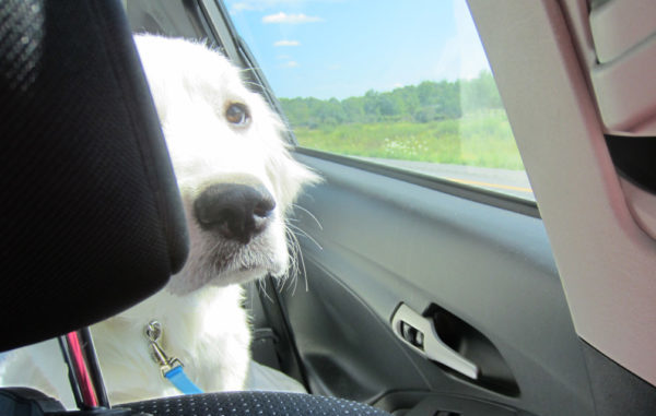 Image of a dog in a car