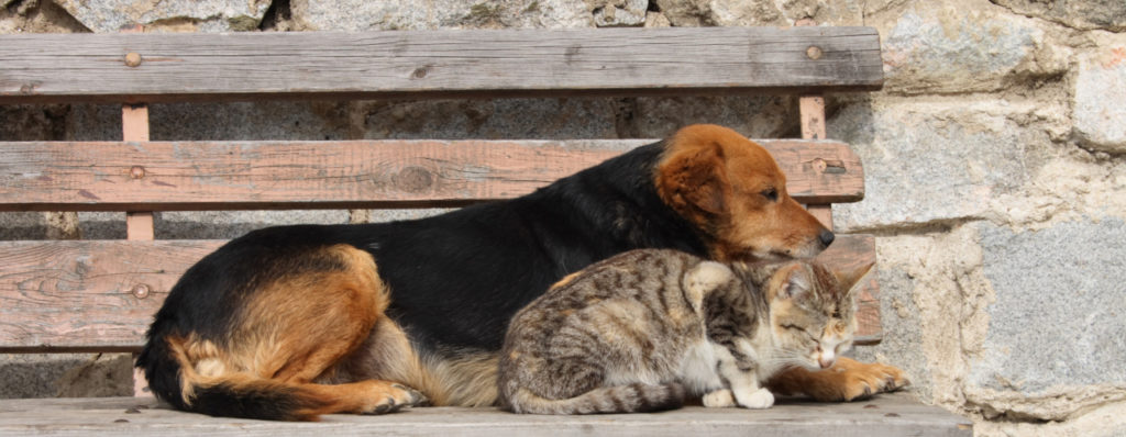 Cat and dog waiting on a bench