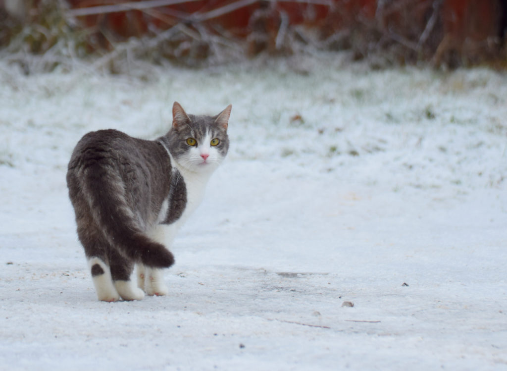 lost cat in winter image